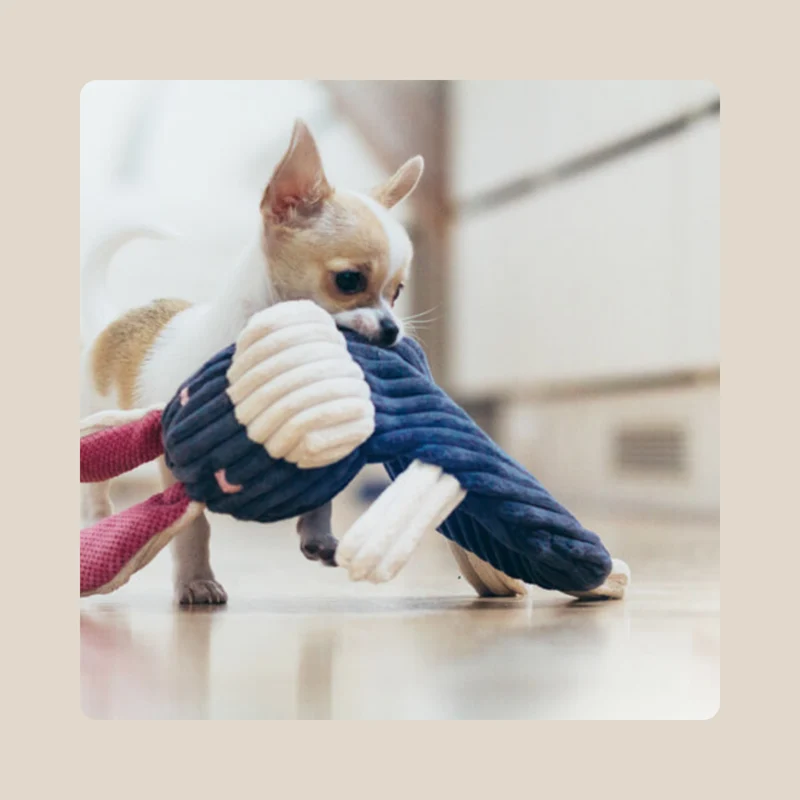 Jouet Peluche pour chien