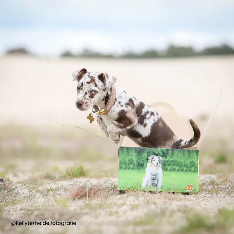 Box pour chiot de petite race (-10kg)