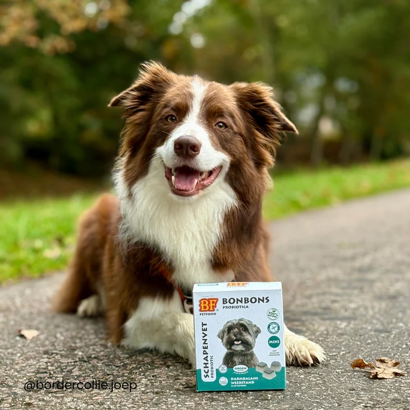 Probiotique digestion bonbons pour chien