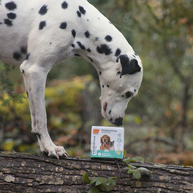 Probiotique comprimés pour chien et chat
