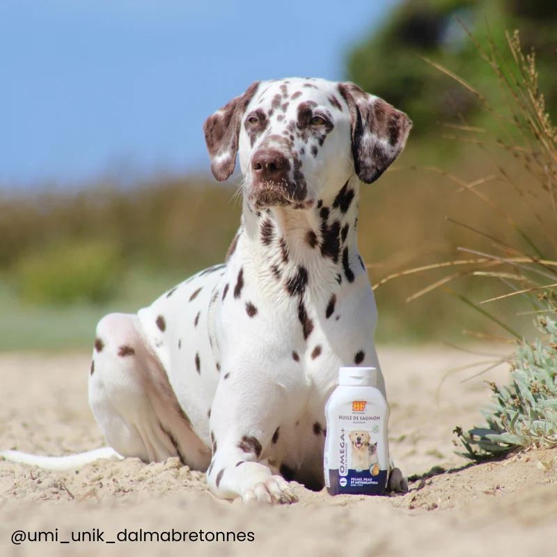 Huile de saumon pour chien et chat