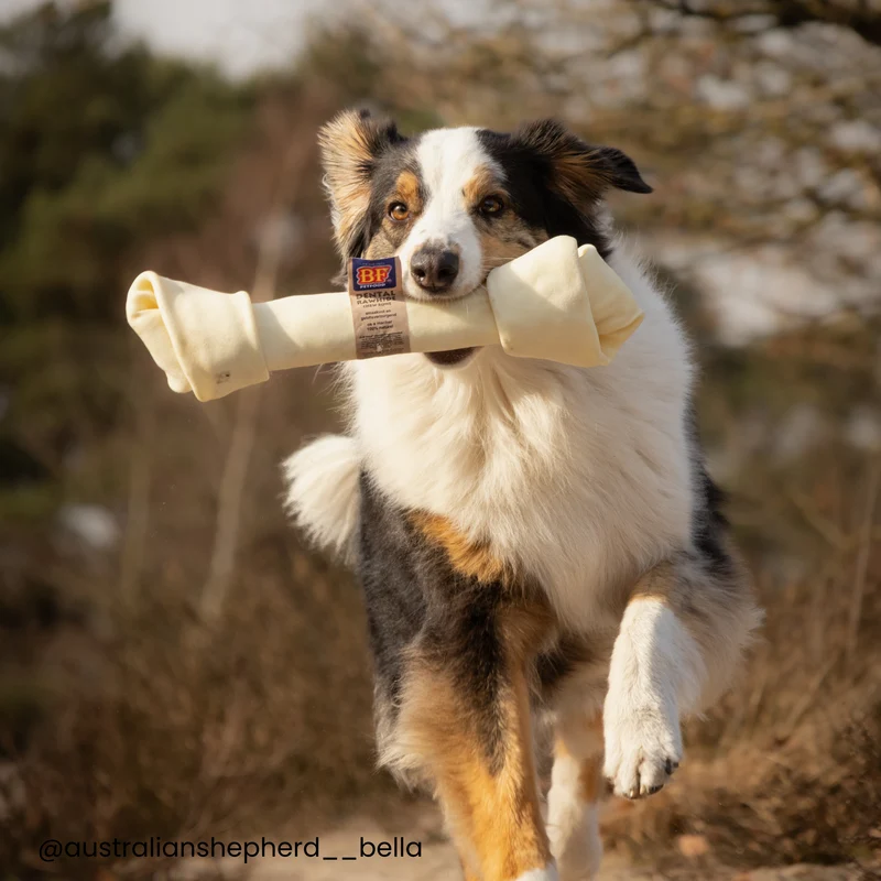 Os à mâcher pour chien
