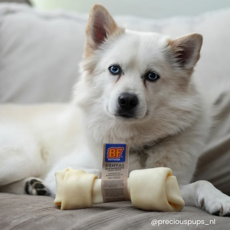 Os à mâcher pour chien