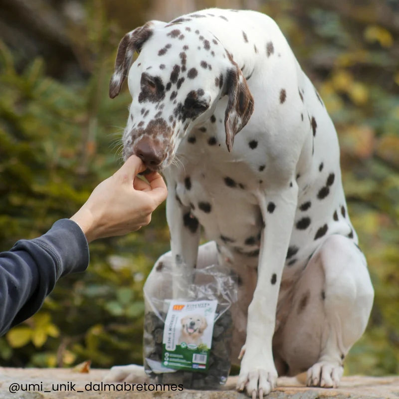 Biscuits aux algues digestion pour chien