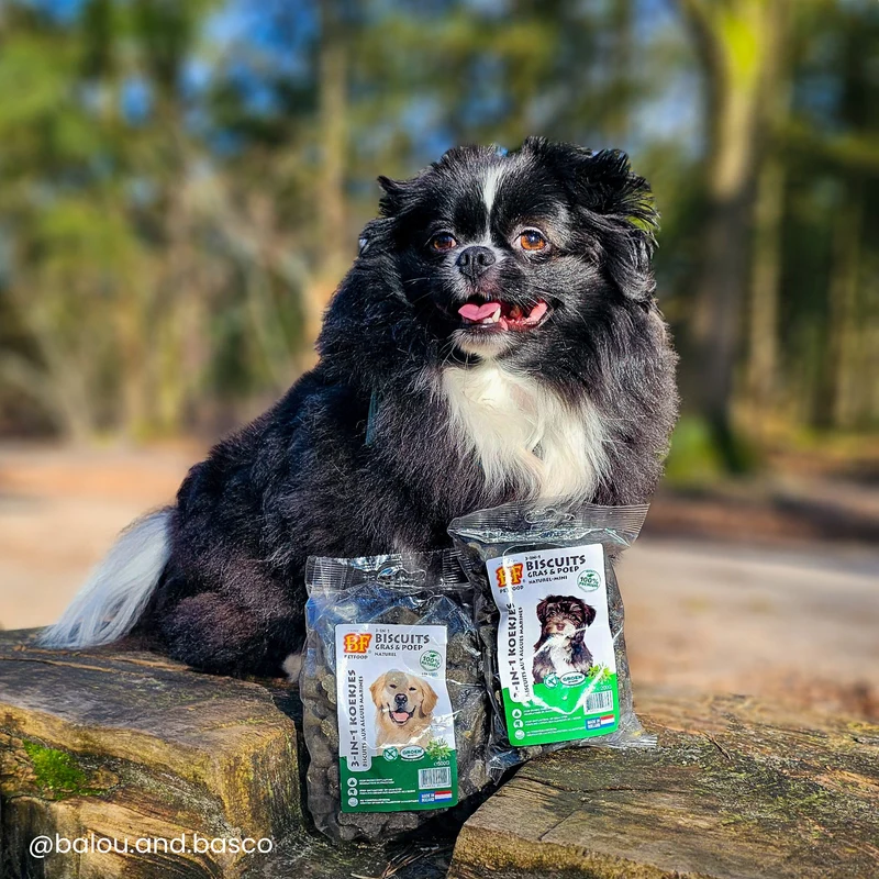Biscuits aux algues digestion pour chien