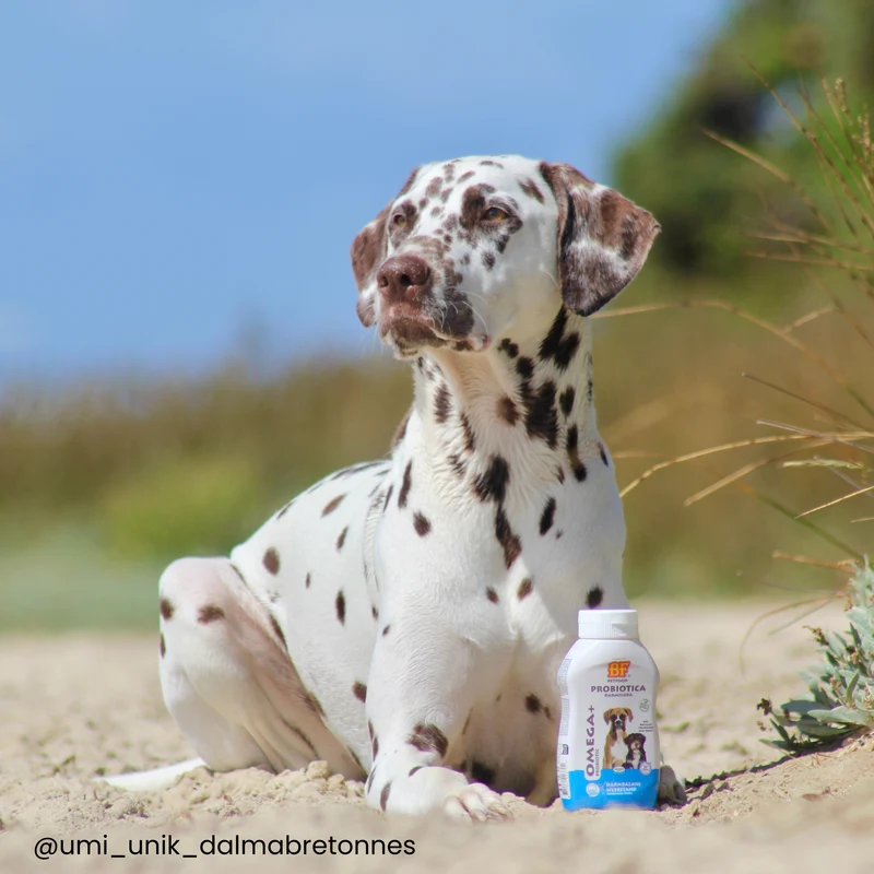 Probiotique Omega+ pour chien