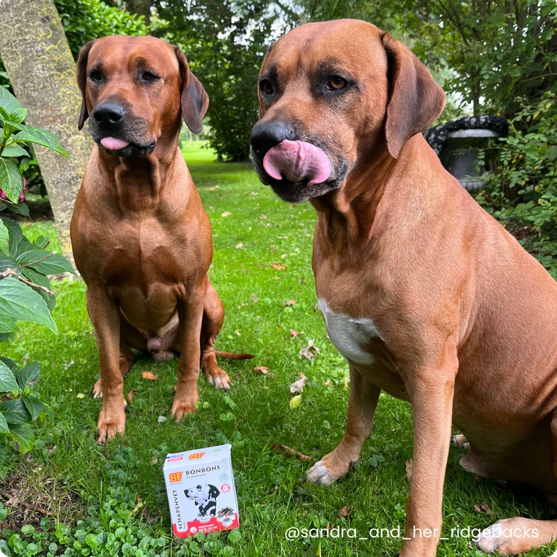 Bonbons flore intestinale pour chien
