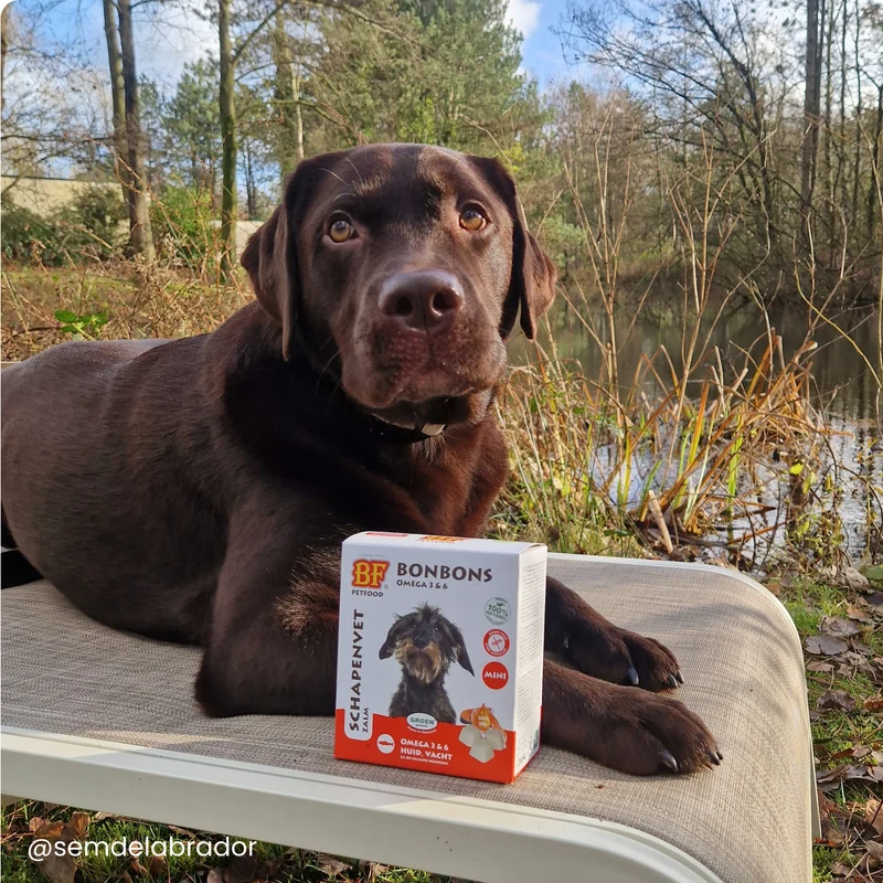 Bonbons au saumon peau et pelage pour chien