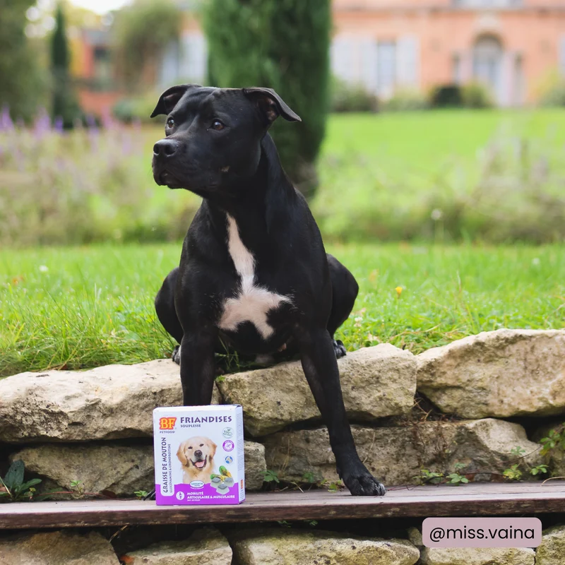 Bonbons Souplesse Mobilité pour chien