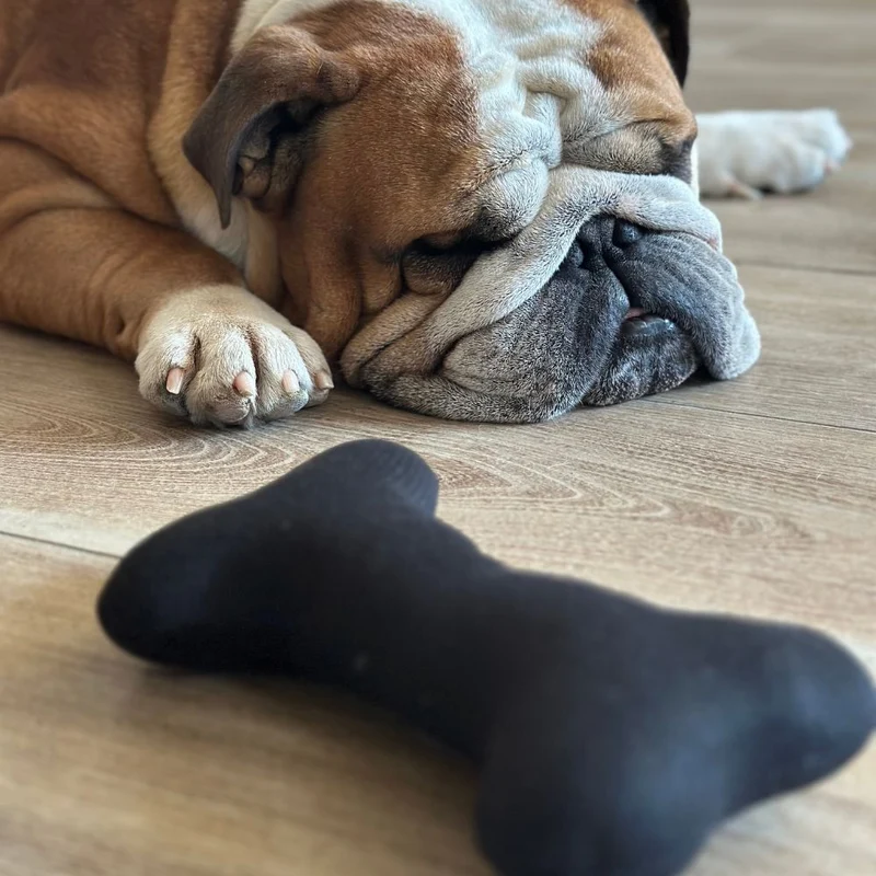 Jouets à mâcher