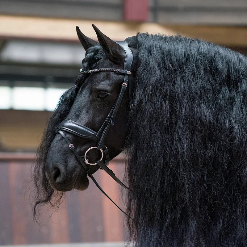 BRIDON SELENE | QHP