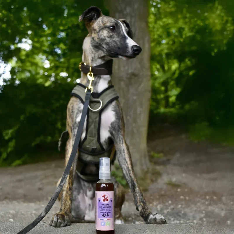 Vinaigre des 4 voleurs – Flacon testeur – Les Disgracieux®