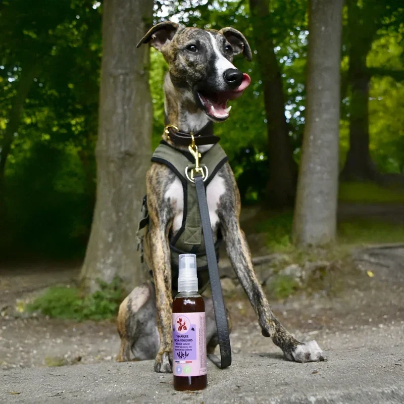 Vinaigre des 4 voleurs – Flacon testeur – Les Disgracieux®