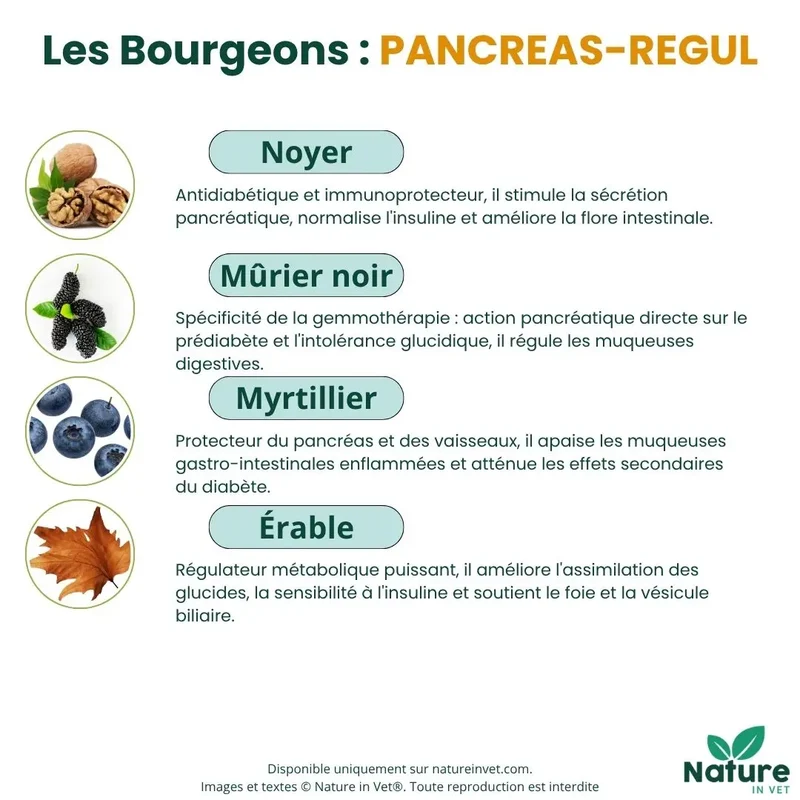 PANCREAS-REGUL