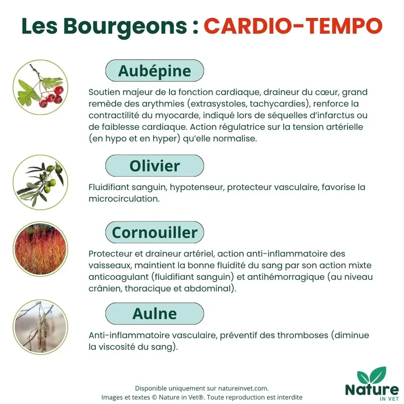 CARDIO-TEMPO