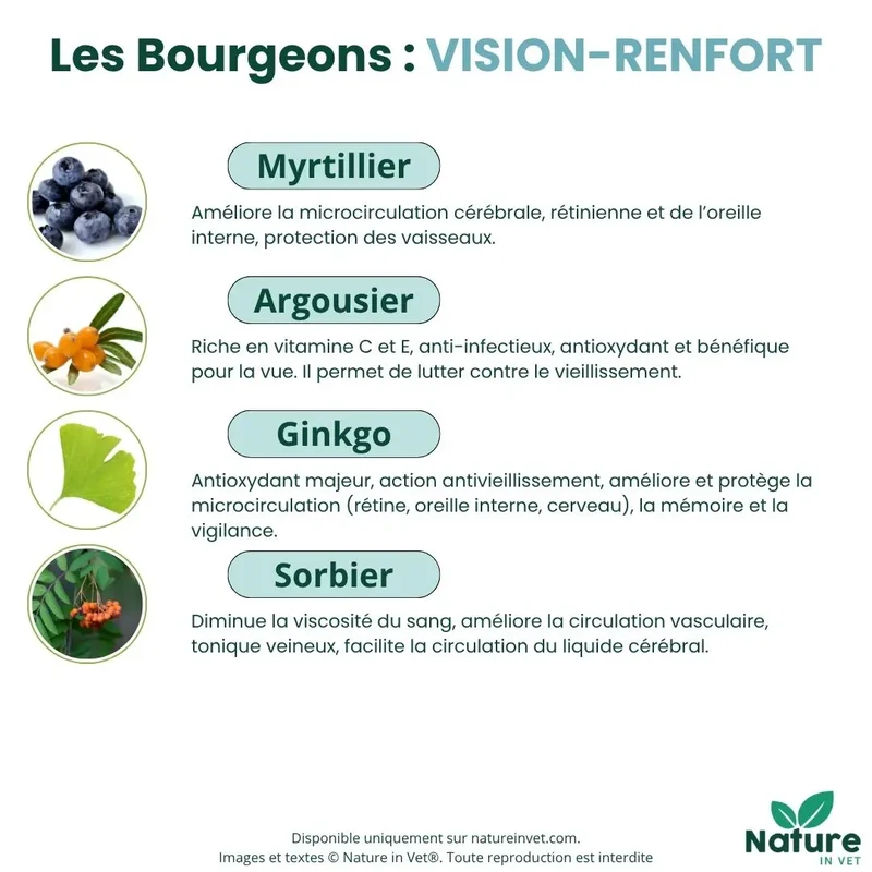 VISION-RENFORT