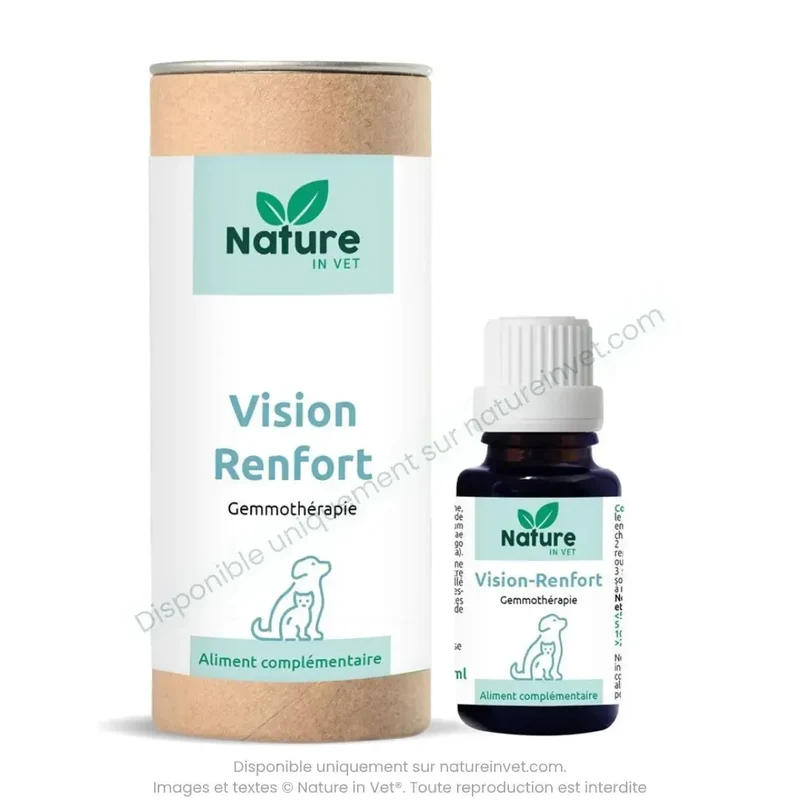 VISION-RENFORT