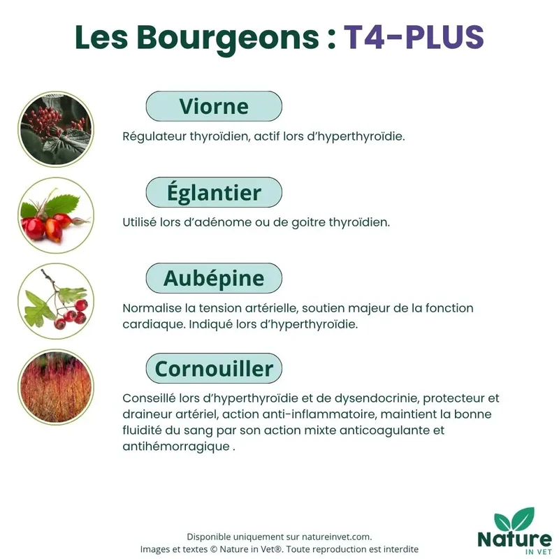 T4-PLUS