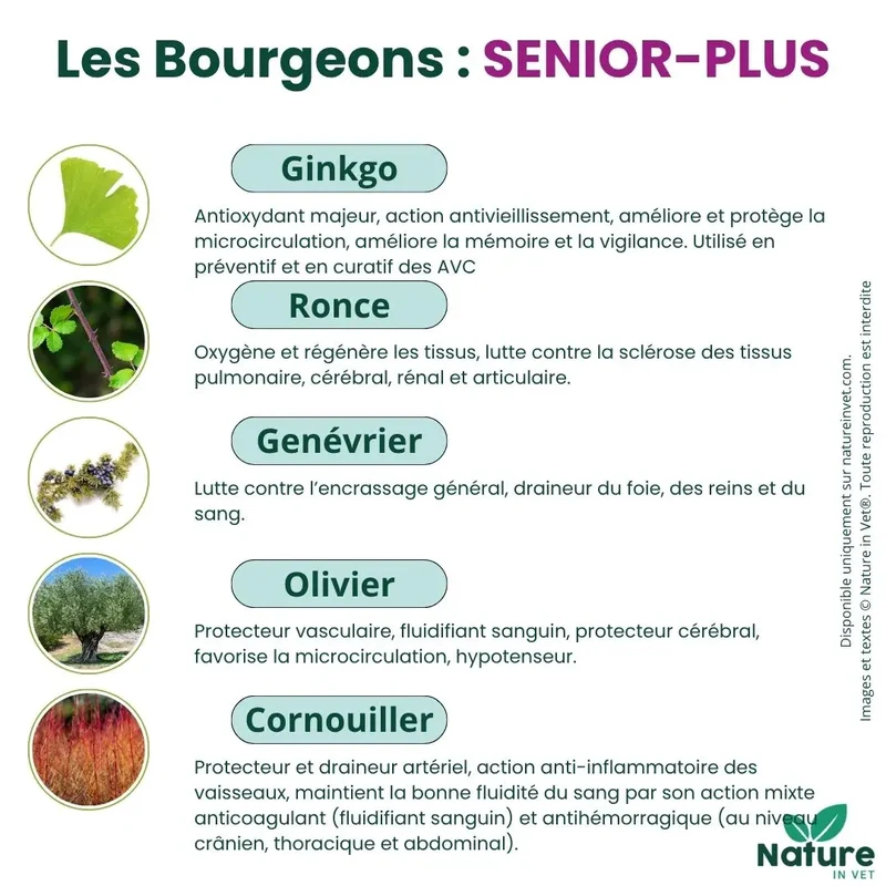 SENIOR-PLUS
