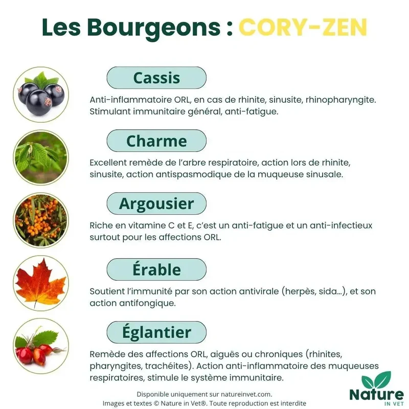 CORY-ZEN