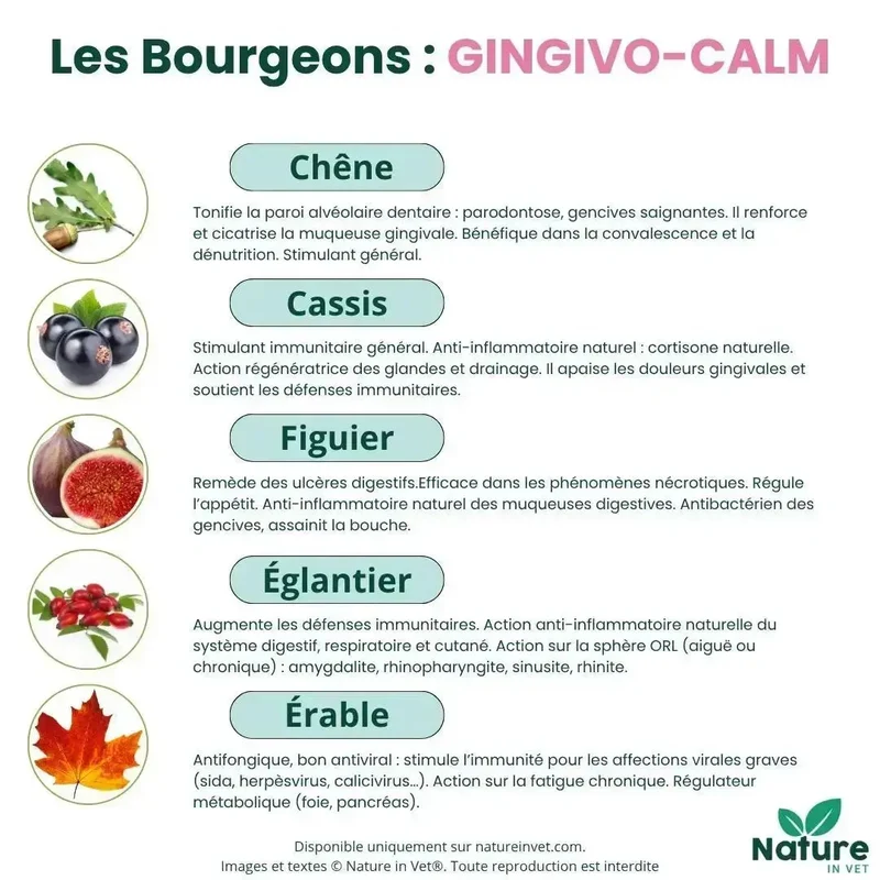 GINGIVO-CALM