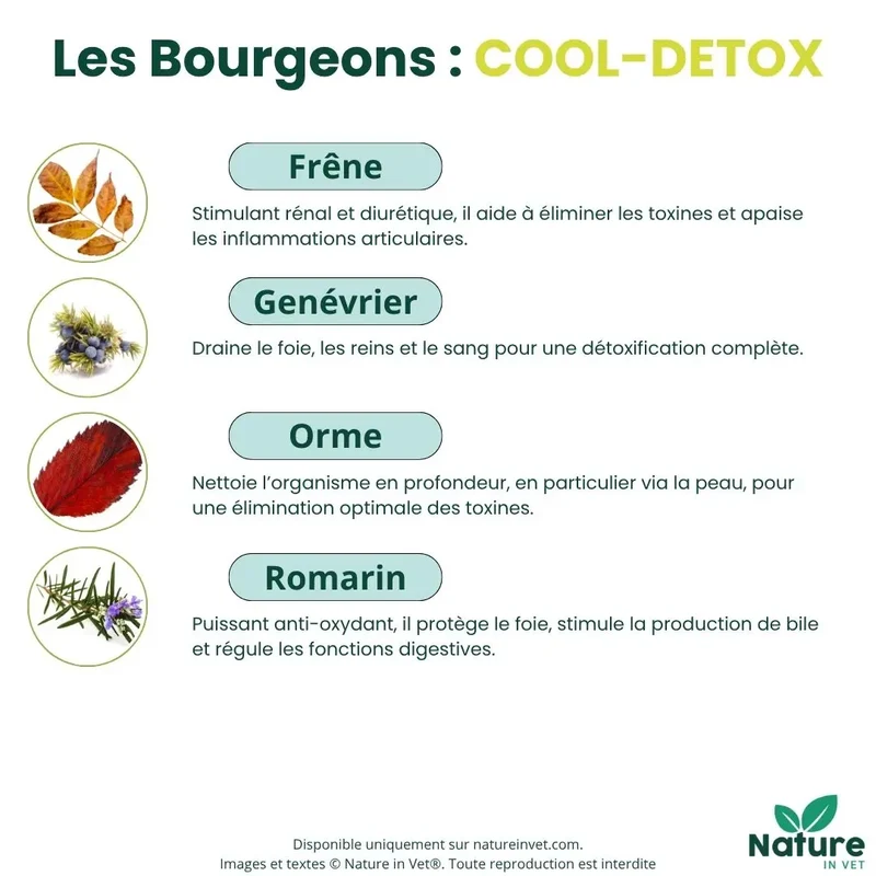 COOL-DETOX