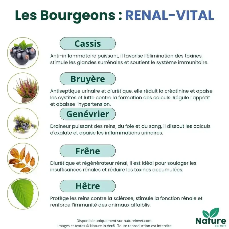 RENAL-VITAL