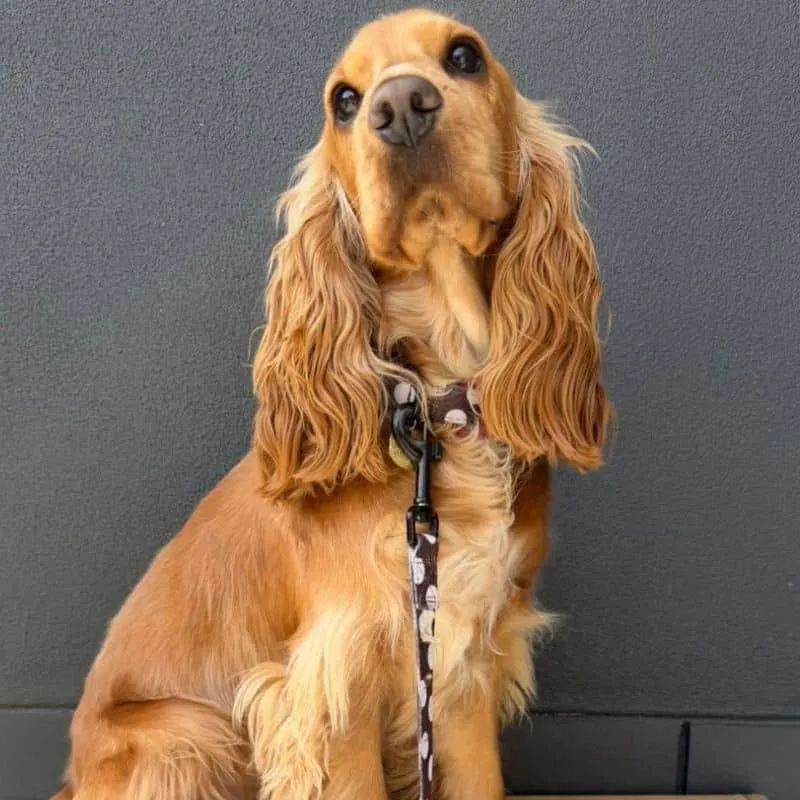 COLLIER POUR CHIEN TISSU - "POLKA DOTS"