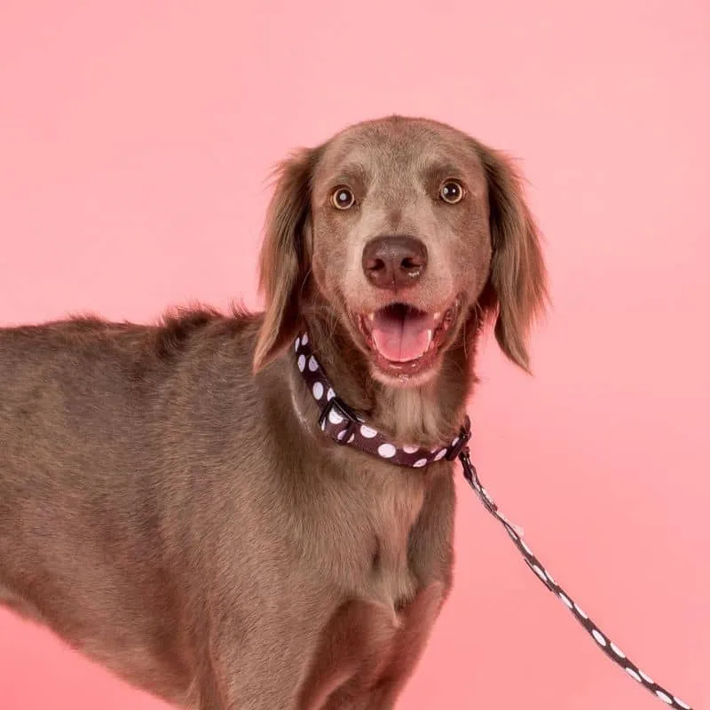 COLLIER POUR CHIEN TISSU - "POLKA DOTS"