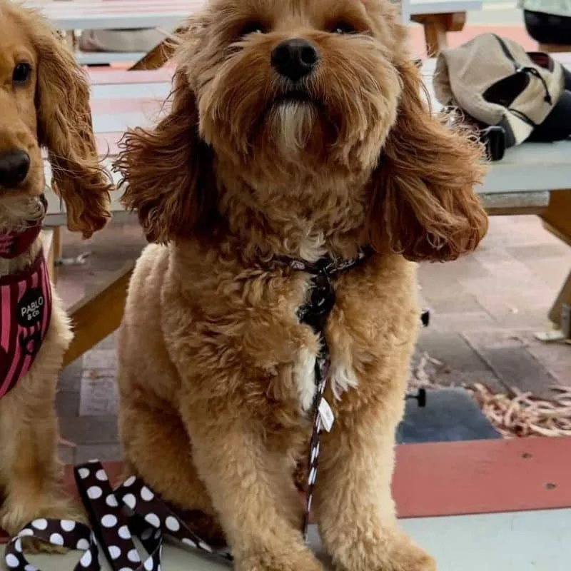 COLLIER POUR CHIEN TISSU - "POLKA DOTS"