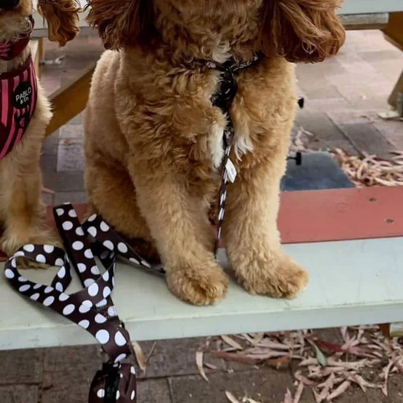 LAISSE POUR CHIEN TISSU - "POLKA DOTS"