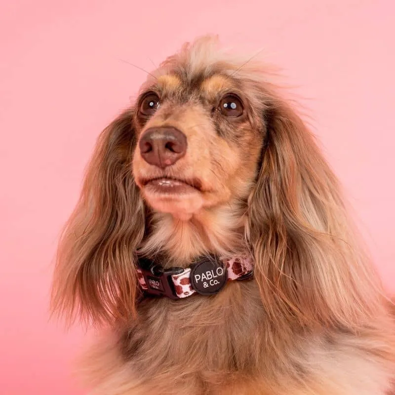 COLLIER POUR CHIEN TISSU - "RODEO"