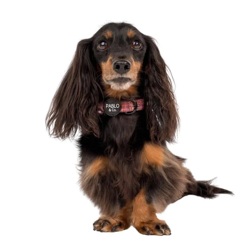 COLLIER POUR CHIEN TISSU - "CAMILLA"