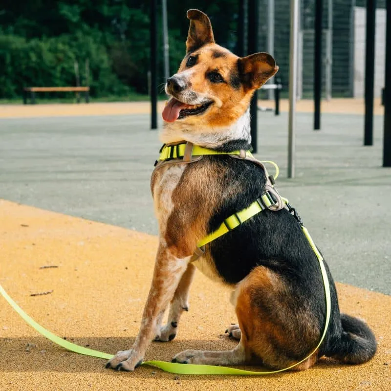LONGE POUR CHIEN NÉON JAUNE - 3 OU 5 MÈTRES