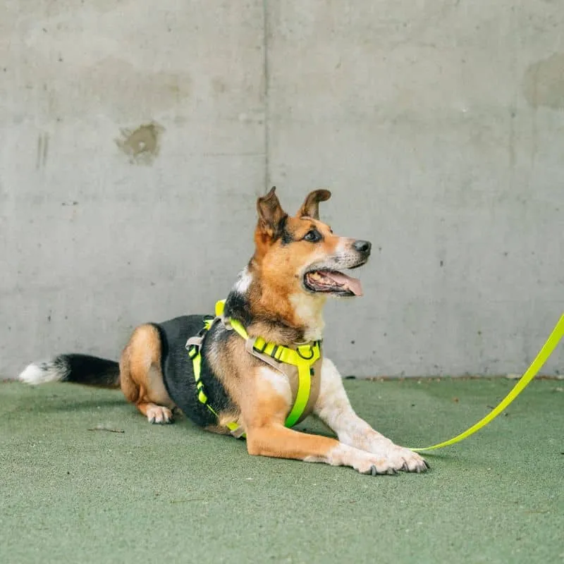 LONGE POUR CHIEN NÉON JAUNE - 3 OU 5 MÈTRES