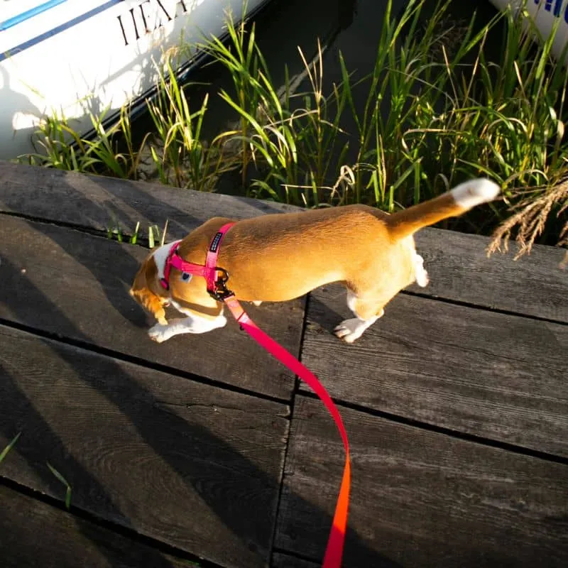 LAISSE MULTIPOSITIONS POUR CHIEN - NÉON ROSE