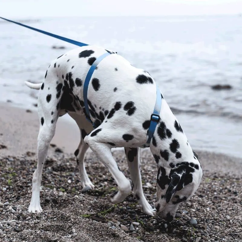 LAISSE MULTIPOSITIONS POUR CHIEN - NÉON BLEU
