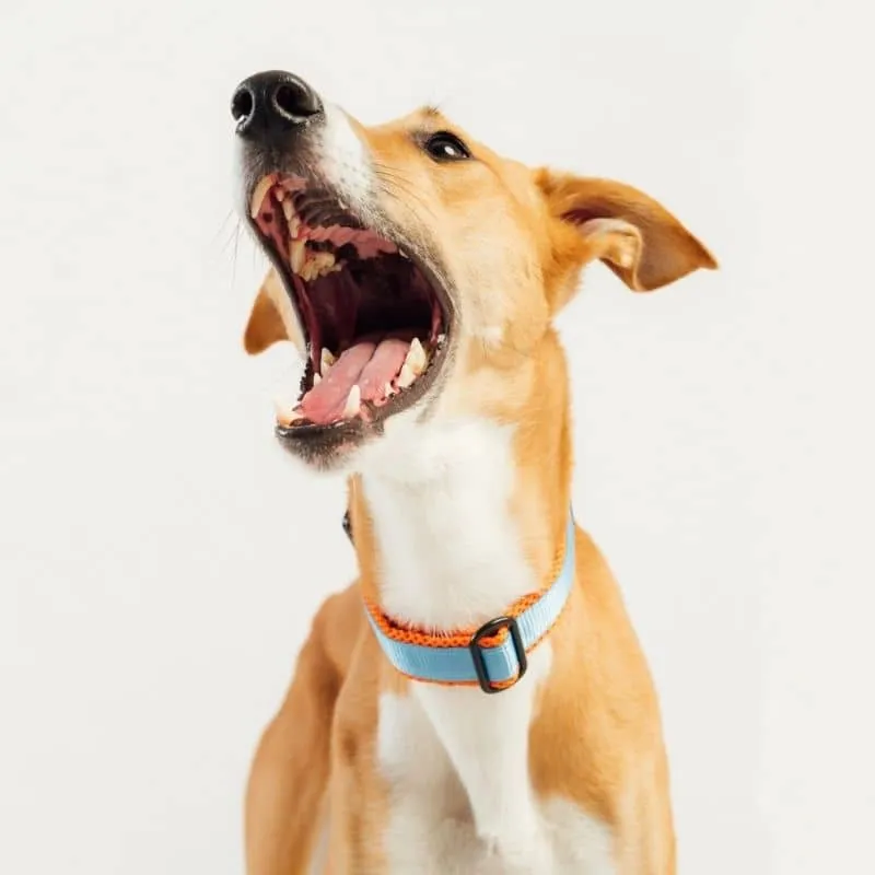 COLLIER REMBOURRÉ POUR CHIEN - COMFI NÉON BLEU