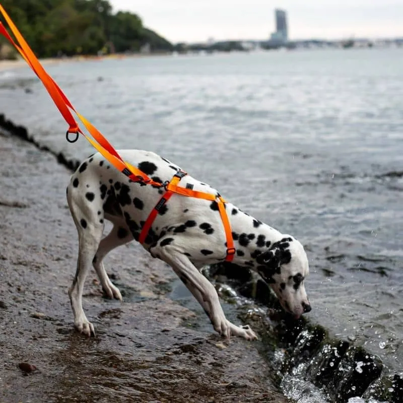 LAISSE MULTIPOSITIONS POUR CHIEN - NÉON ORANGE