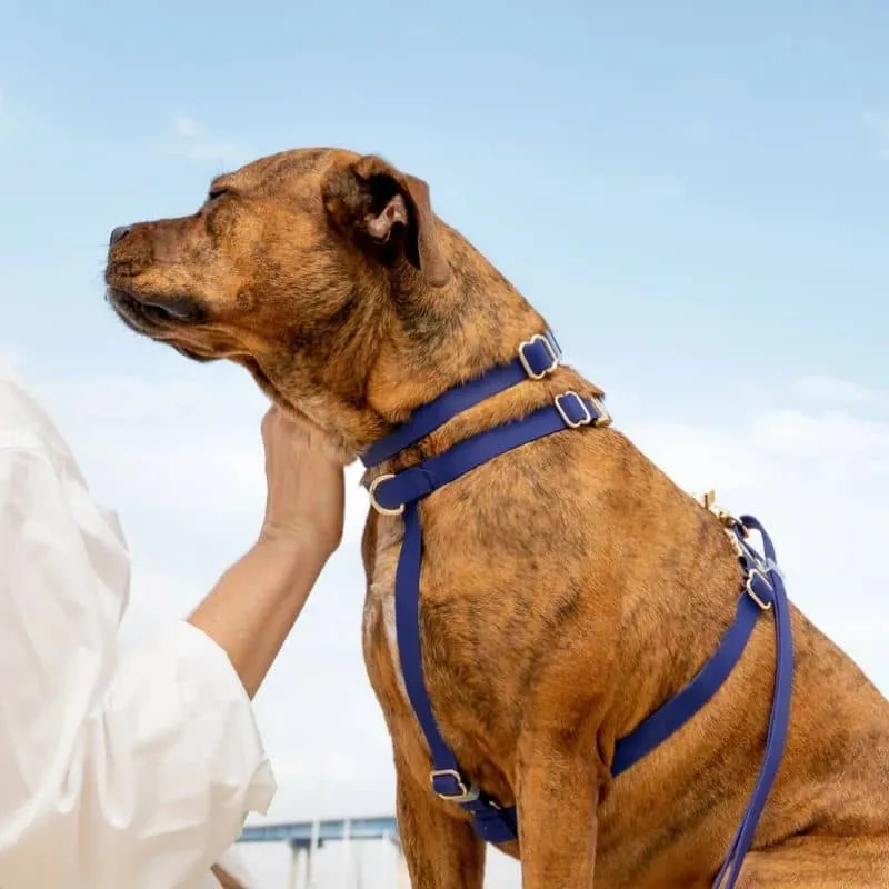 COLLIER POUR CHIEN WATERPROOF - BLEU MARINE "NAVY"