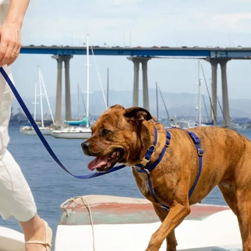 LAISSE POUR CHIEN WATERPROOF - BLEU MARINE "NAVY"