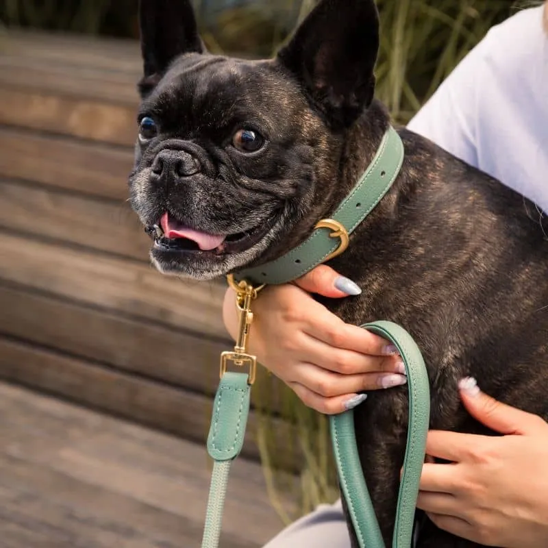 COLLIER POUR CHIEN - CUIR VEGAN (DISPO EN ROSE, VERT ET BLEU)
