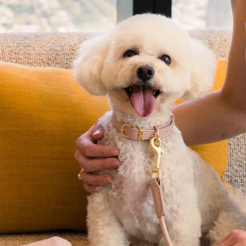 COLLIER POUR CHIEN - CUIR VEGAN (DISPO EN ROSE, VERT ET BLEU)