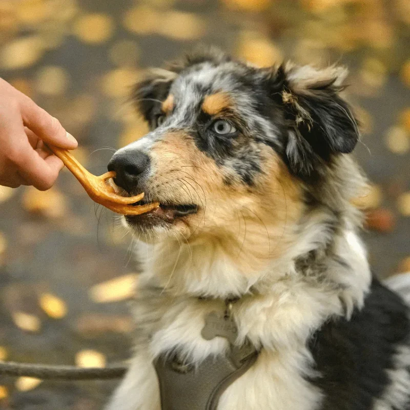 Pattes de poulet – Gourmandise pour chiens – 250g