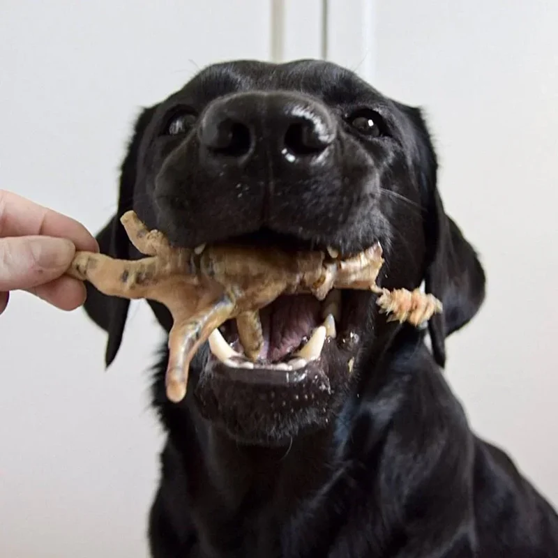 Pattes de poulet – Gourmandise pour chiens – 250g