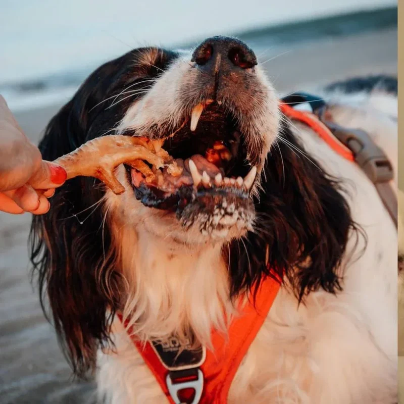 Pattes de poulet – Gourmandise pour chiens – 250g