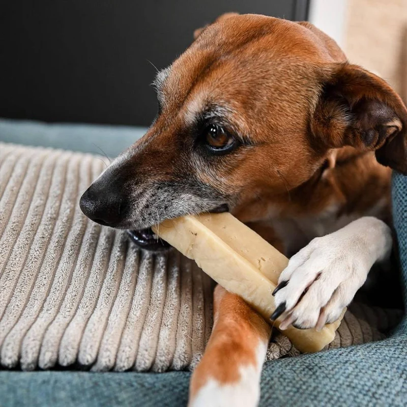 Cheese bone – Mastication gourmande pour chien – Barre au fromage