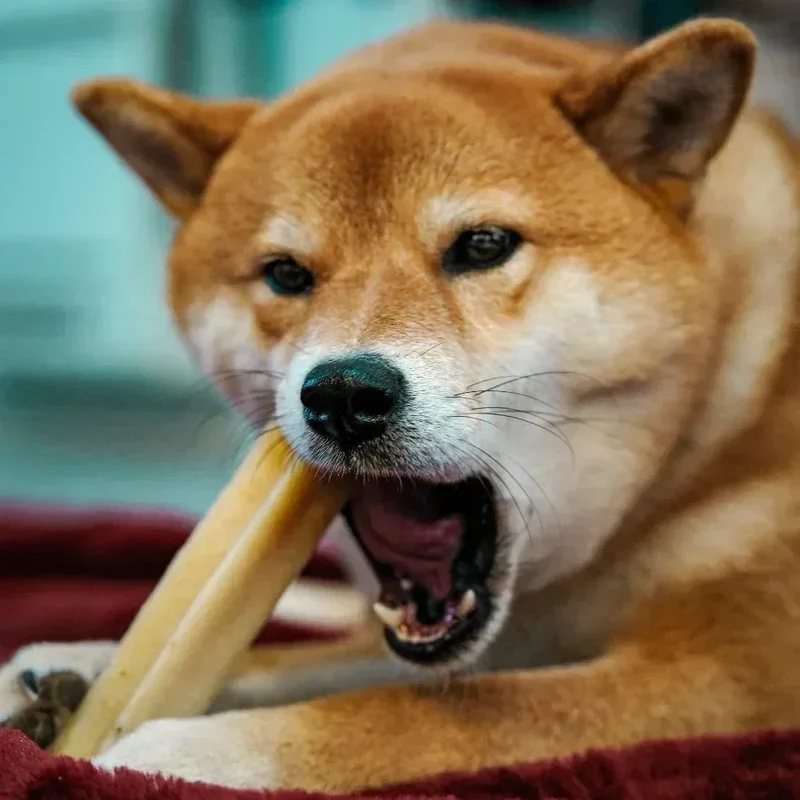 Cheese bone – Mastication gourmande pour chien – Barre au fromage