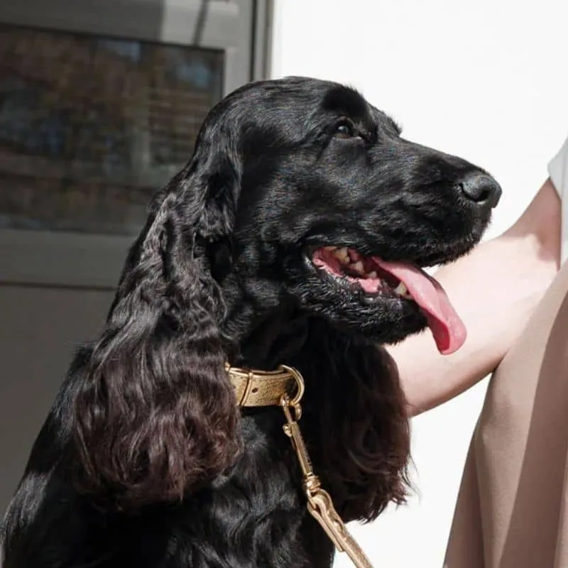 COLLIER EN CUIR POUR CHIEN - MÉTAL DORÉ