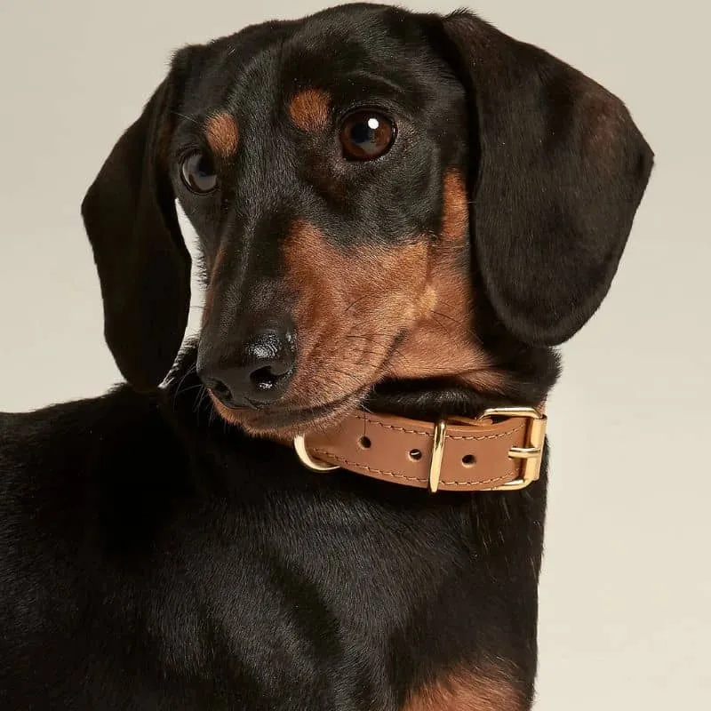 COLLIER EN CUIR POUR CHIEN - CAMEL "NARA"
